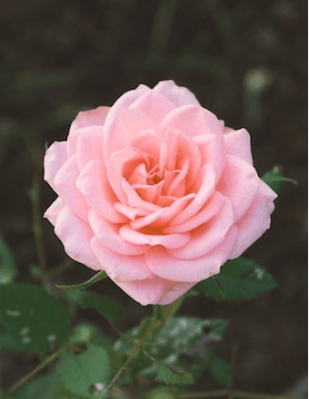 MaryJane Fleming Friedman Obituary