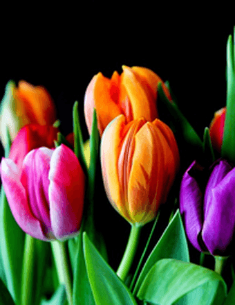 Phyllis Christensen Jepsen Obituary