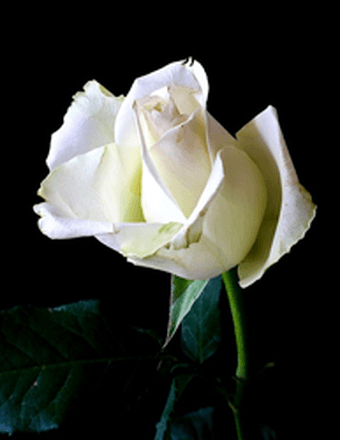 Dorothy M. Bill Huguenin Obituary