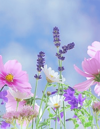 Doris A Seamanik Obituary