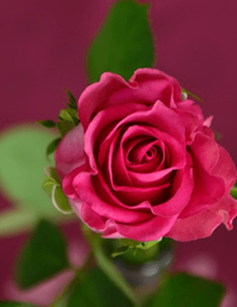 Marijane Flanagan Obituary