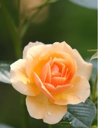 Donna M. Nugent Obituary